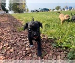 Small Photo #3 Wapoo Puppy For Sale in COLORADO SPGS, CO, USA