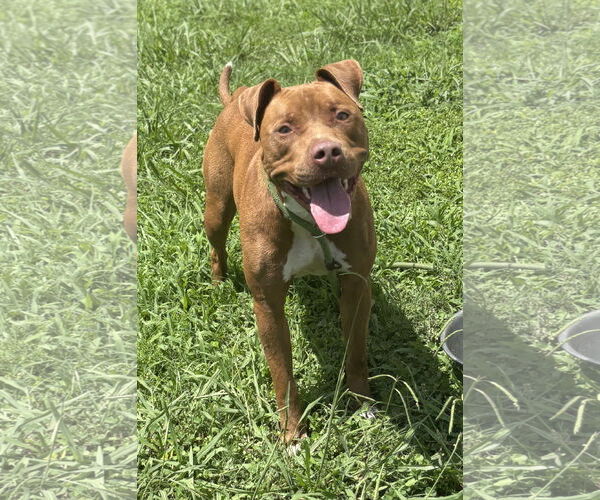 Medium Photo #2 American Pit Bull Terrier-Unknown Mix Puppy For Sale in Virginia Beach, VA, USA