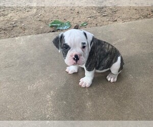 Olde English Bulldogge Puppy for sale in HURST, TX, USA