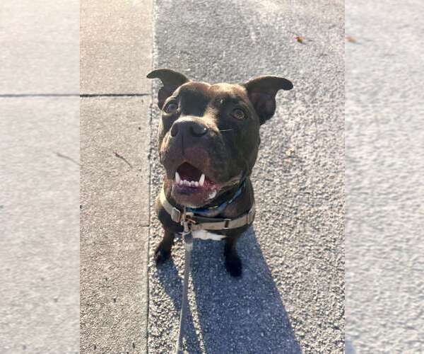 Medium Photo #3  Puppy For Sale in , 