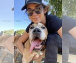 Small #5 American Pit Bull Terrier Mix