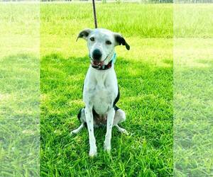 Collie-Unknown Mix Dogs for adoption in New Orleans, LA, USA