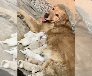 Mother of the English Cream Golden Retriever puppies born on 03/06/2024