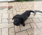 Small Labrador Retriever Mix