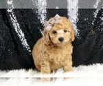 Small Photo #3 Poodle (Toy) Puppy For Sale in WARSAW, IN, USA