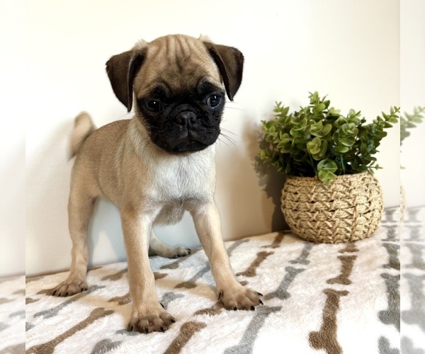 Medium Photo #3 Pug Puppy For Sale in INDIANAPOLIS, IN, USA