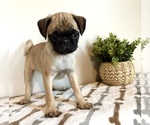 Small #2 Pug