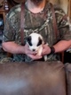 Small Photo #2 Saint Bernard Puppy For Sale in LANCASTER, KY, USA