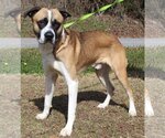 Small Photo #4 Boxer-Saint Bernard Mix Puppy For Sale in Prattville, AL, USA