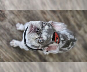 Wyatt (Special Needs) - Male French Bulldog Dog for Adoption - Photo #7
