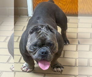 American Staffordshire Terrier-Bulldog Mix Dogs for adoption in Lighthouse Point, FL, USA