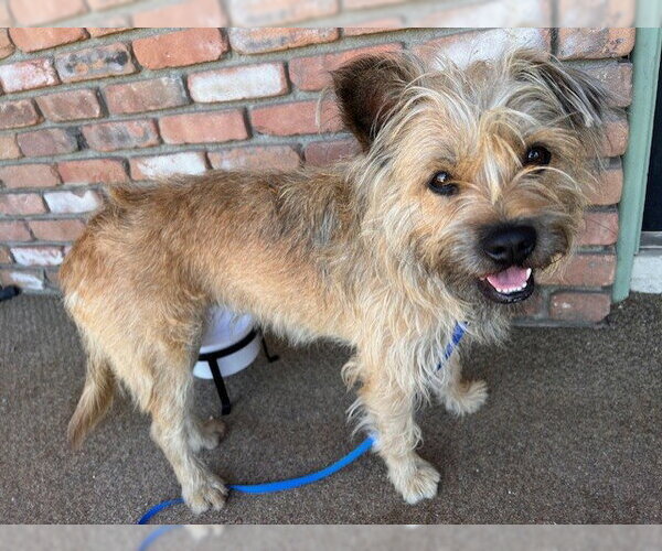 Medium Photo #1 Border Terrier Puppy For Sale in Riverside, CA, USA