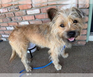 Border Terrier Dogs for adoption in Riverside, CA, USA
