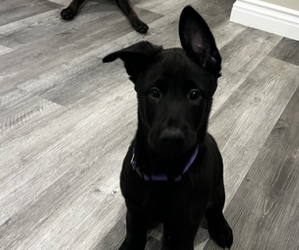 Malinois Puppy for sale in BUENA PARK, CA, USA