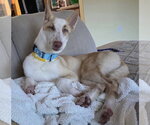 Small #5 Siberian Husky Mix