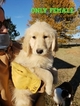 Small Photo #1 Goldendoodle Puppy For Sale in CLARKSVILLE, TX, USA