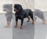 Small Photo #3 Rottweiler Puppy For Sale in ANTIOCH, CA, USA