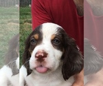 Small Photo #1 English Setter Puppy For Sale in EDGEWOOD, KY, USA