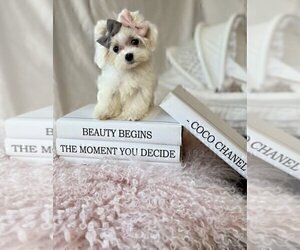 Maltese Puppy for sale in JACKSONVILLE, FL, USA