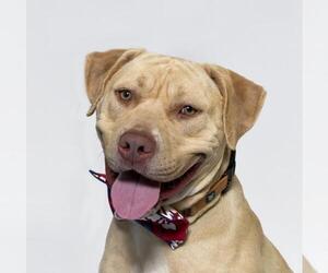 Labrador Retriever-Staffordshire Bull Terrier Mix Dogs for adoption in Santa Maria, CA, USA