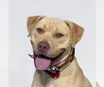 Small Labrador Retriever-Staffordshire Bull Terrier Mix