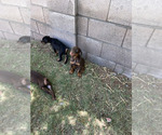 Small Photo #7 Doberman Pinscher Puppy For Sale in PHOENIX, AZ, USA