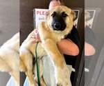 Bruce Almighty - Male German Shepherd Dog-Great Pyrenees Mix Dog for Adoption - Small photo