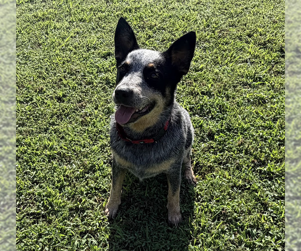 Medium Photo #1 Mutt Puppy For Sale in Garden City, NY, USA