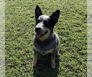 Mutt Dogs for adoption in Garden City, NY, USA