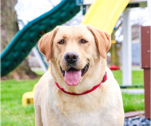 Labrador Retriever Puppy for Sale in SYRACUSE, Indiana USA