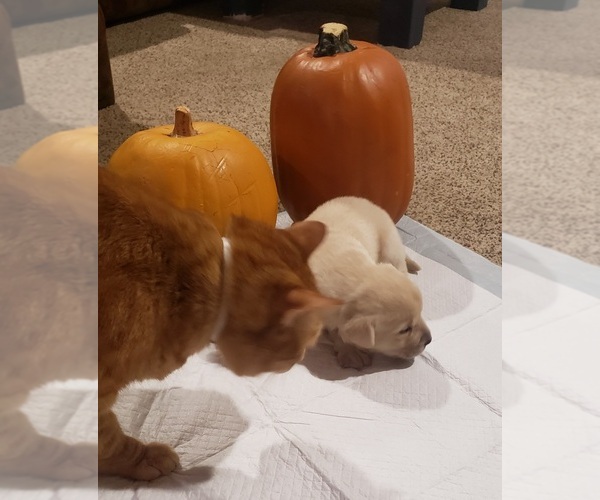 Medium Photo #21 Labrador Retriever Puppy For Sale in OLYMPIA, WA, USA