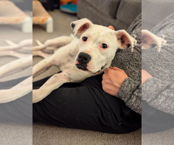 Medium Photo #7 Boxer-Unknown Mix Puppy For Sale in Germantown, OH, USA