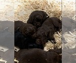 Small Photo #5 Newfoundland Puppy For Sale in MARENGO, WI, USA