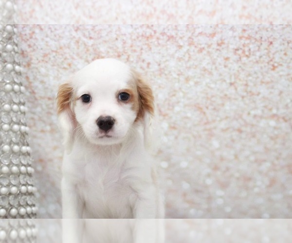 Medium Photo #2 Cavapoo (Miniature) Puppy For Sale in MARIETTA, GA, USA