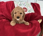 Small Photo #1 Cavapoo Puppy For Sale in KALONA, IA, USA