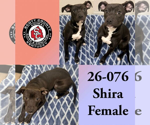 Medium Photo #2 Labrador Retriever-Unknown Mix Puppy For Sale in Georgetown, KY, USA