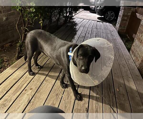 Medium Photo #1 Labrador Retriever-Unknown Mix Puppy For Sale in San Antonio, TX, USA