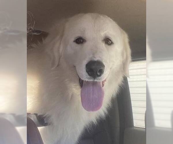 Medium Photo #1 Great Pyrenees Puppy For Sale in Dallas, TX, USA