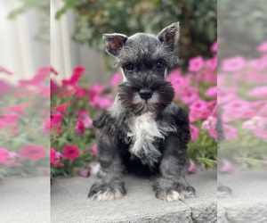 Schnauzer (Miniature) Puppy for sale in CANOGA, NY, USA