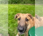 Small #5 German Shepherd Dog Mix