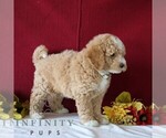 Small #3 Poodle (Miniature)