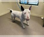 Small Bull Terrier