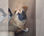 Small #1 Bullmastiff Mix