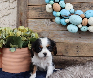 Cavalier King Charles Spaniel Puppy for sale in HONEY BROOK, PA, USA