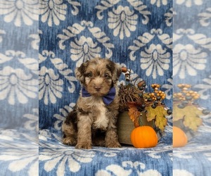 Cock-A-Poo Puppy for Sale in ELKTON, Maryland USA