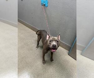 Mutt Dogs for adoption in Las Vegas, NV, USA