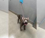 *SPRING BOARD - Male Mutt Dog for Adoption - Small photo