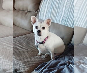 Gidget a/k/a Coconut - Female Chihuahua-Unknown Mix Dog for Adoption - Photo #2