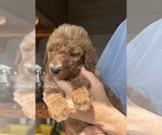 Small #2 Poodle (Standard)