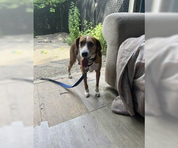 Medium Photo #2 Beagle-Unknown Mix Puppy For Sale in Elmsford, NY, USA